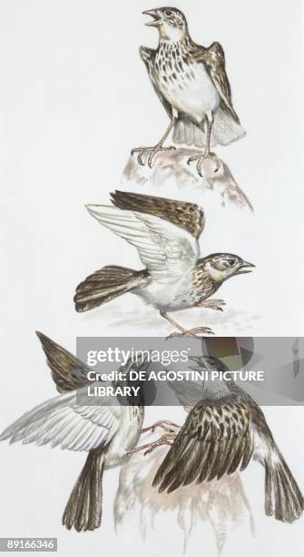 Zoology: Birds, Skylark , illustration