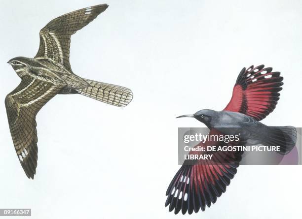Birds: Nightjar, , and Wallcreeper , illustration
