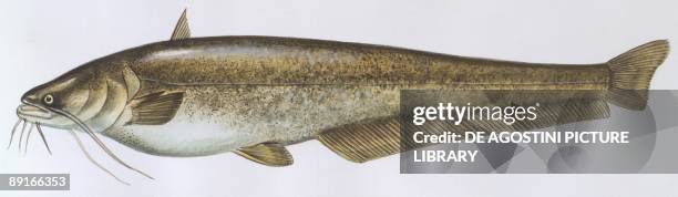 Fishes: Siluriformes Siluridae - Wels catfish , illustration