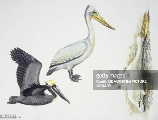 Birds: Pelecaniformes, Spot-billed Pelican , Brown Pelican and White Pelican , illustration