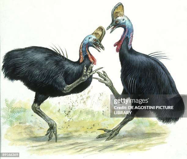 Birds: Casuariidae: males Southern Cassowaries, fighting, illustration