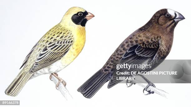 Birds: Passeriformes, Red-billed Quelea and Thick-billed weaver, illustration