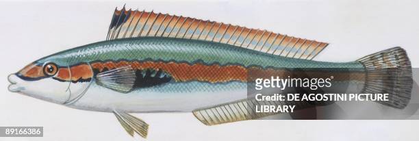 Fishes: Perciformes Labridae - Mediterranean rainbow wrasse , illustration