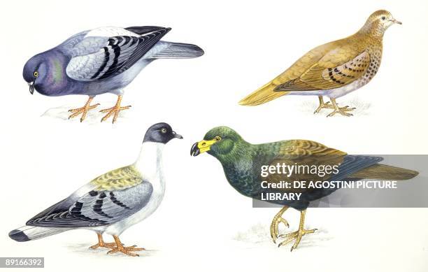 Birds: Columbiformes, Rock Pigeon or Rock Dove , Common Ground Dove , Snow Pigeon , and Tooth-billed Pigeon , illustration