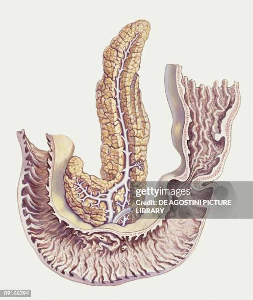 Medicine: Human body, Duodenum and pancreas, illustration