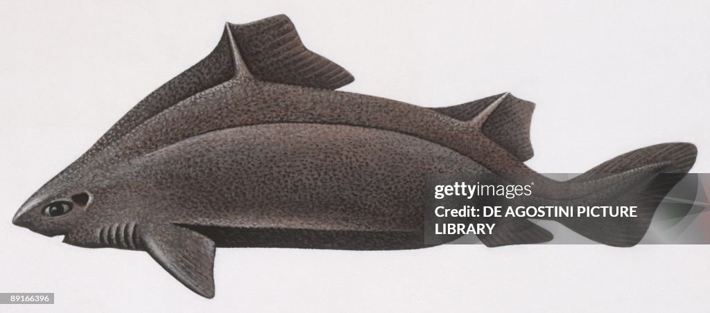 Aangular Roughshark Squaliformes Oxynotidae, Angular roughshark , illustration News Photo ...