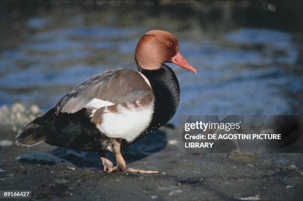 Red-crested Pochard by lake