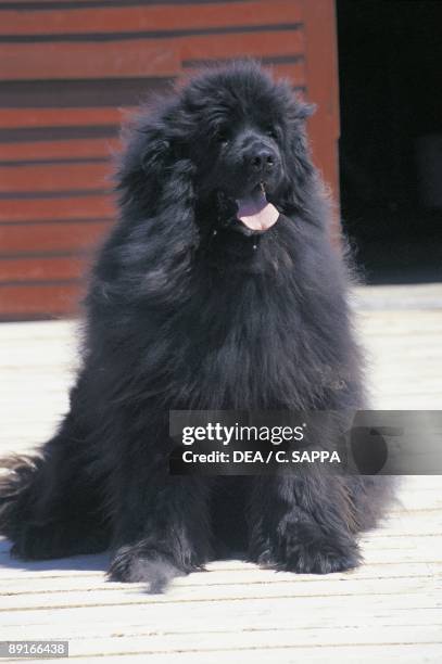 Canada, Newfoundland dog