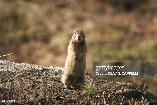 Canada, alert Arctic Ground Squirrel