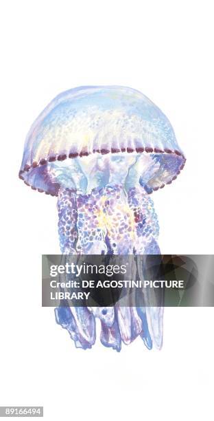 Jellyfish , illustration