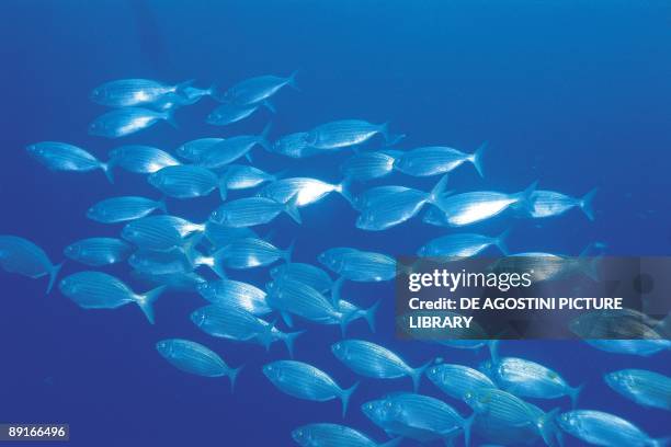 School of Salema fishes