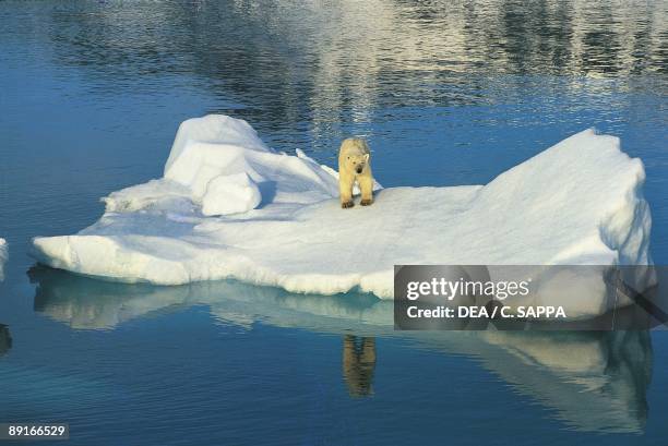 Norway, Svalbard islands, Woodfjord, Polar bear on iceberg