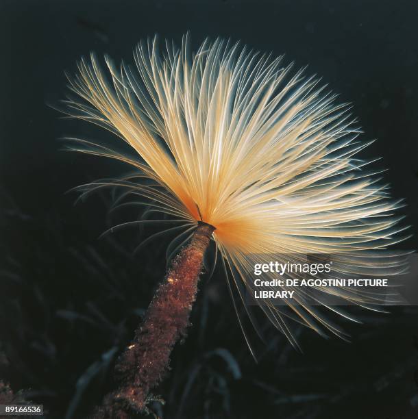 Annelids - Spirographis Spallanzani