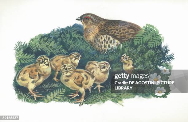 Common Quail with chicks, illustration