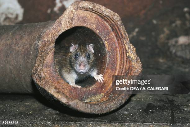 129 Wharf Rat Photos and Premium High Res Pictures - Getty Images 129 Wharf Rat Photos and Premium High Res Pictures - Getty Images