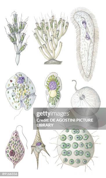 Protozoa, Ciliate, illustration