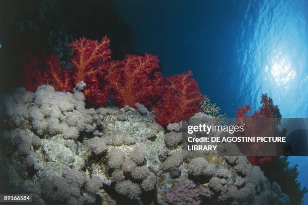 Red Sea, Madrepore coral