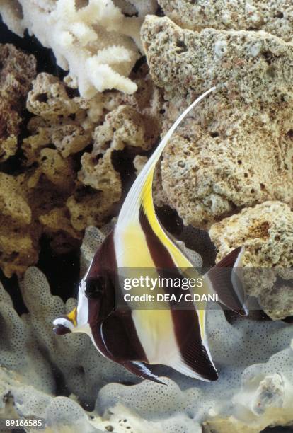 Aquarium fishes, Moorish idol swimming at coral