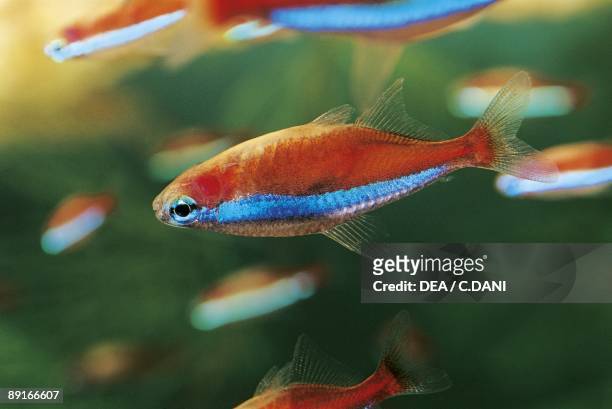 Aquarium fishes, Cardinal tetra