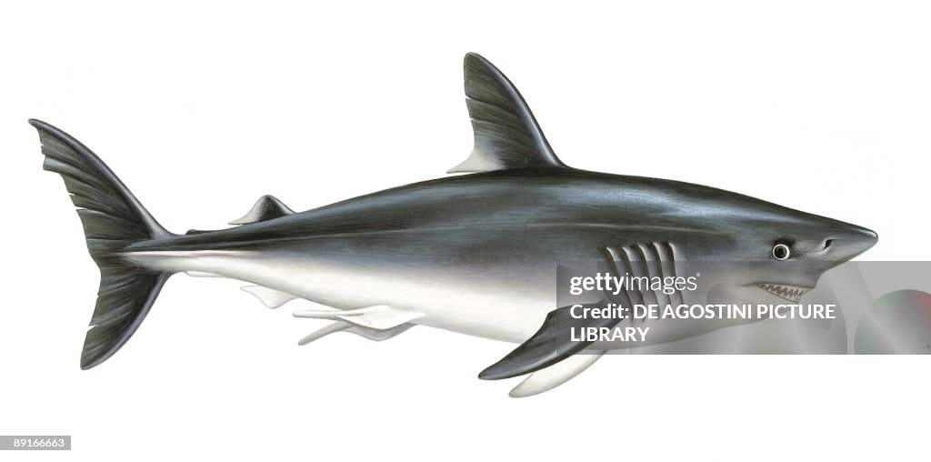 Porbeagle (Lamna nasus), illustration