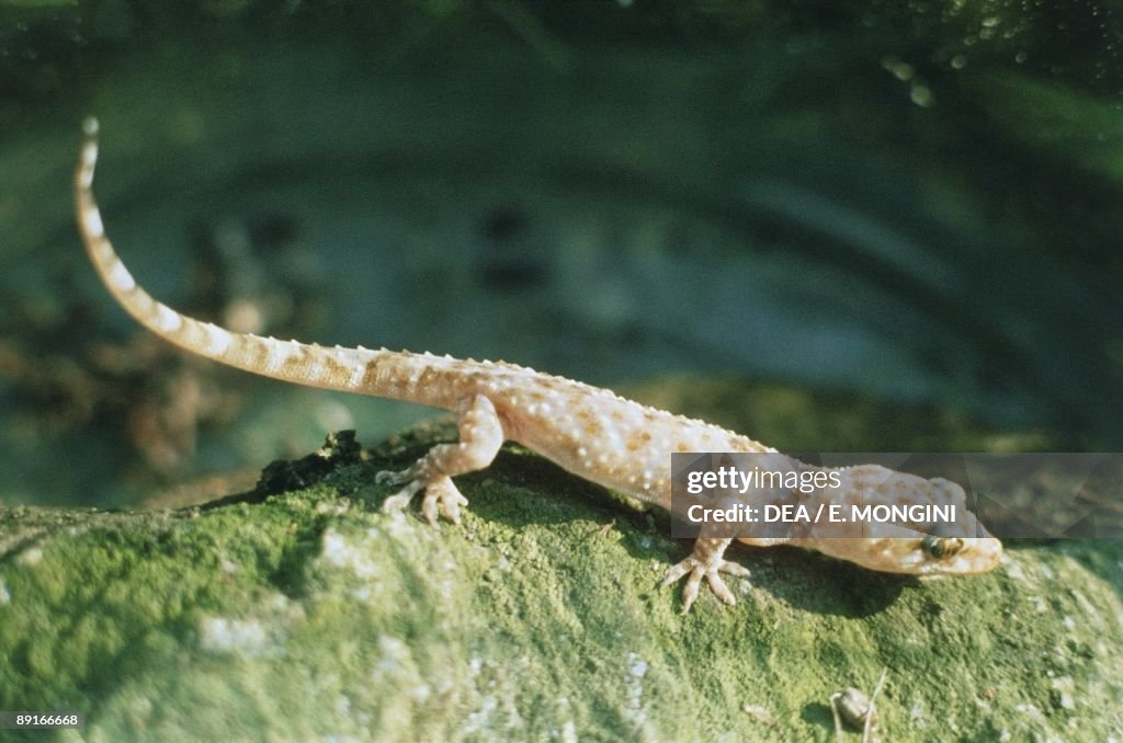 Mediterranean House Gecko (Hemidactylus turcicus) on rock