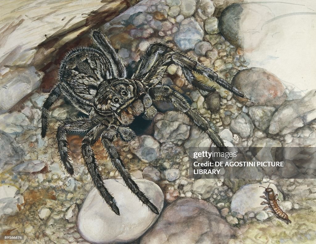 Wolf spider (Lycosa tarantula) hunting, illustration