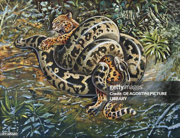 Indian python constricting Leopard, illustration