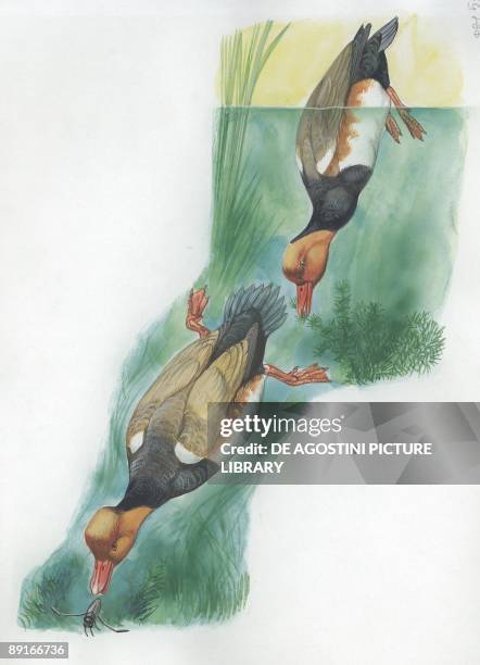 Red-crested Pochard feeding underwater, illustration