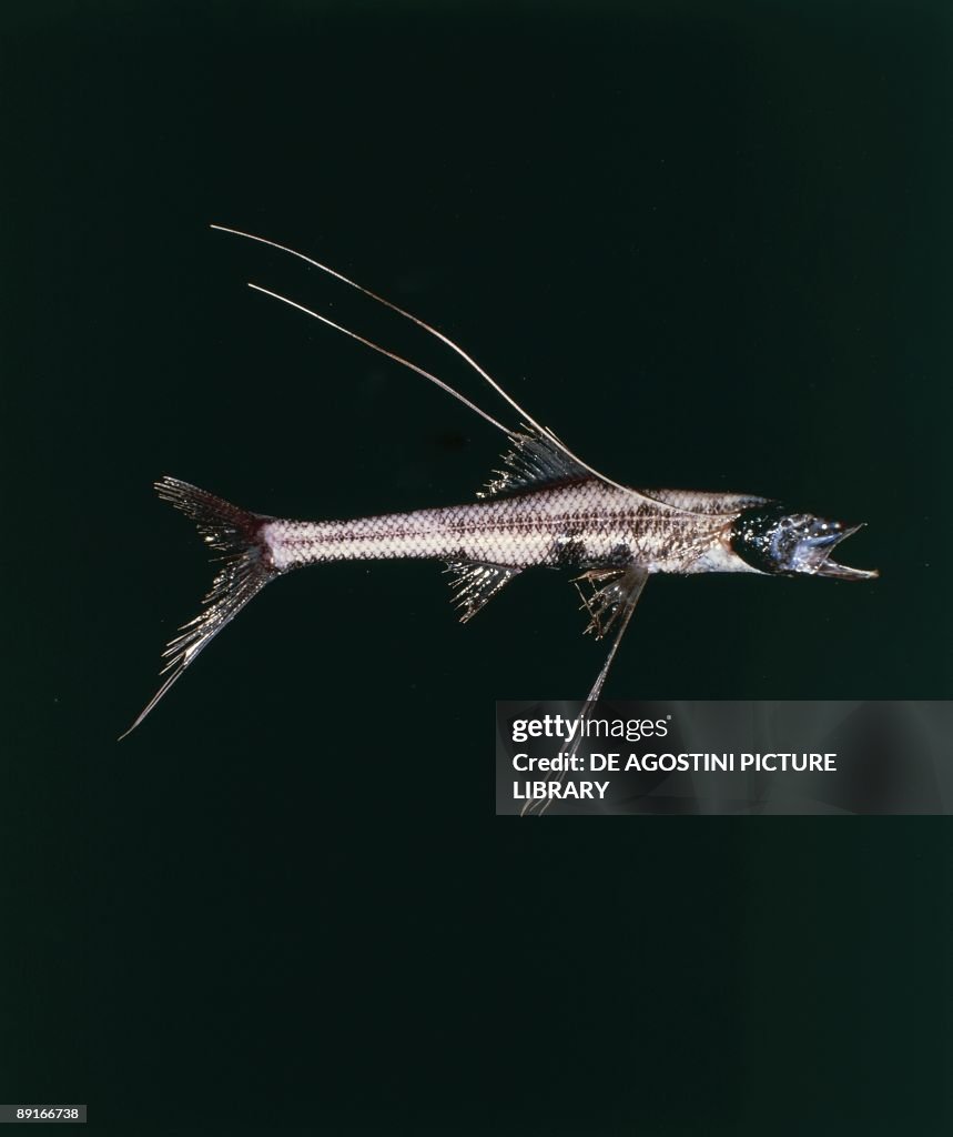 Deep sea fish (Bathypterois)