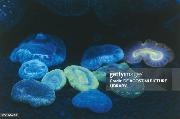 New Caledonia, Noumea aquarium, Fluorescent corals