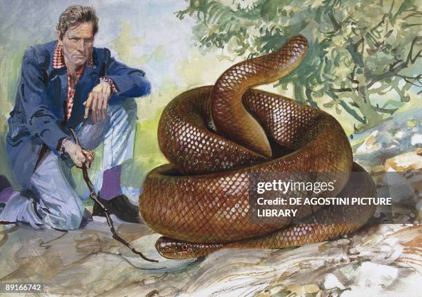 Man observing Rubber Boa , illustration