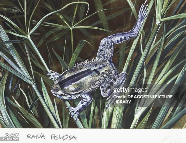 Hairy Frog , illustration