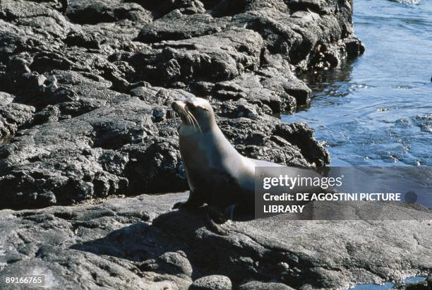 Galapagos, Espanola Island, Galapagos Sea Lion