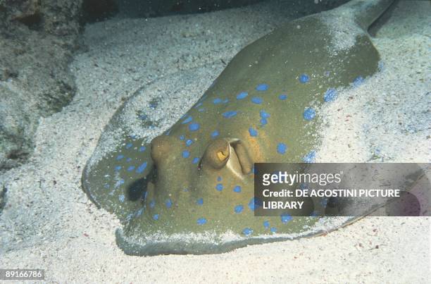 Bluespotted Ribbontail Ray on sea bed