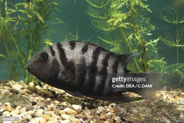 Aquarium fishes, Convict cichlid or Zebra cichlid