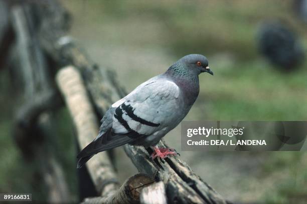 Rock pigeon sitting on fence
