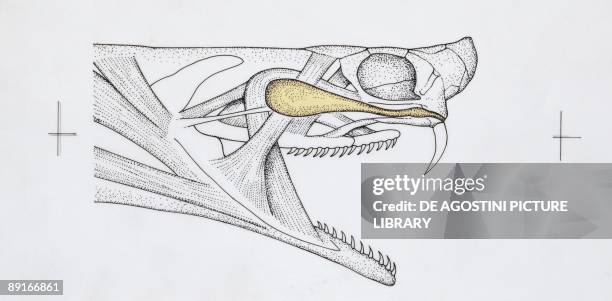 Asp viper , muscles of head, illustration