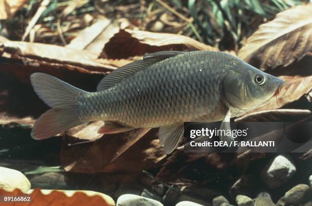 European carp swimming in water