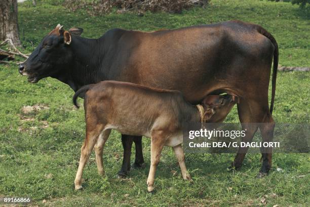 Sri Lanka, cattle