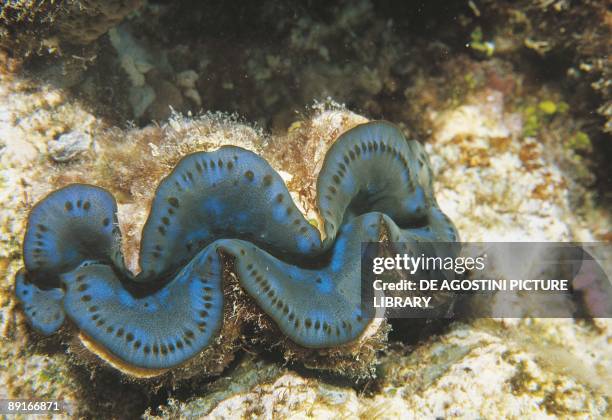 Giant clam