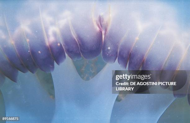 Jellyfish , close-up