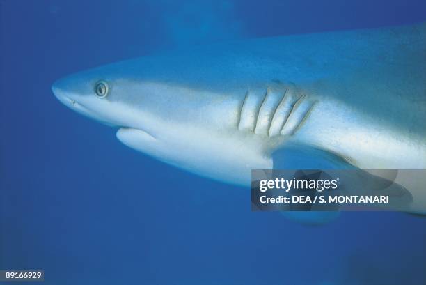 Grey Reef Shark underwater