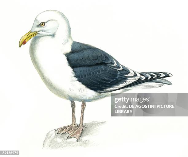 Great Black-backed Gull, , illustration