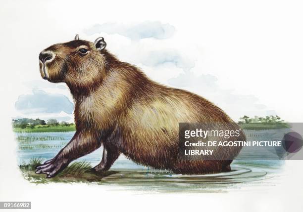 Capybara getting out of water, illustration