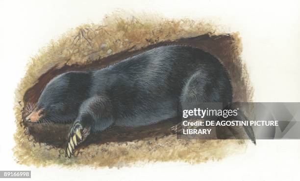 European Mole digging tunnel, illustration