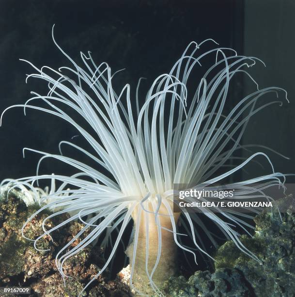 Tube-dwelling anemone underwater