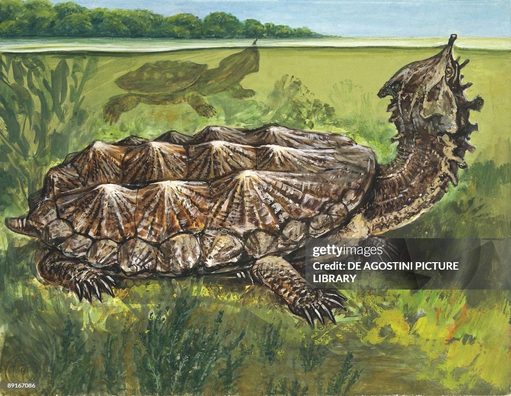 Mata mata (Chelus fimbriatus), illustration