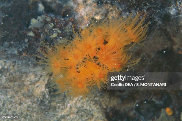Coral Astroides calycularis