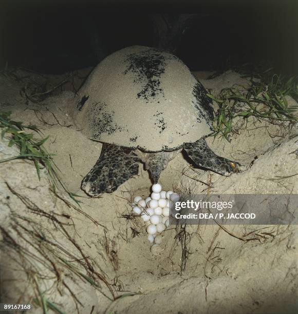 Australia, Queensland, Green turtle