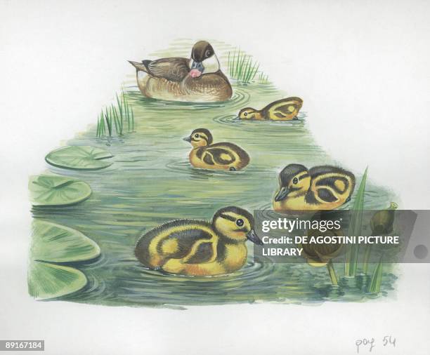 Red-crested Pochard with ducklings, illustration
